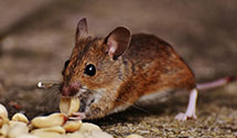 24 Hour & Emergency Exterminators in Orono, ME